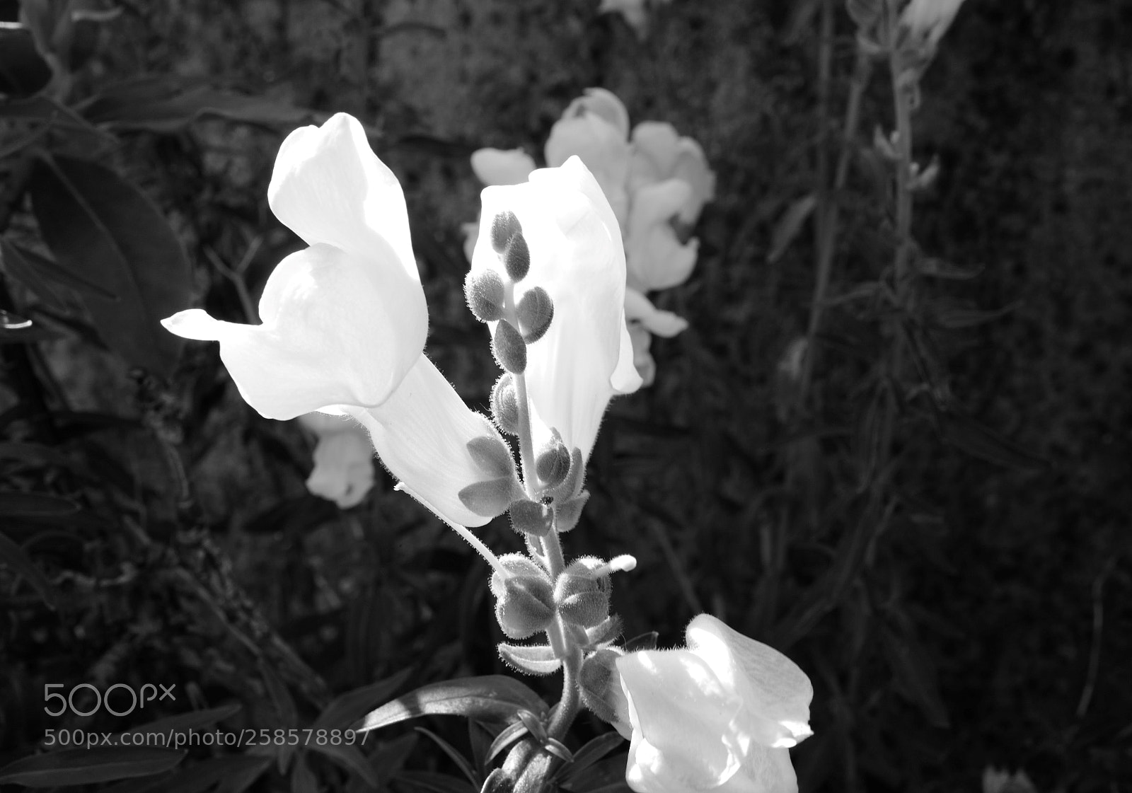 Leica Q (Typ 116) sample photo. Flower photography