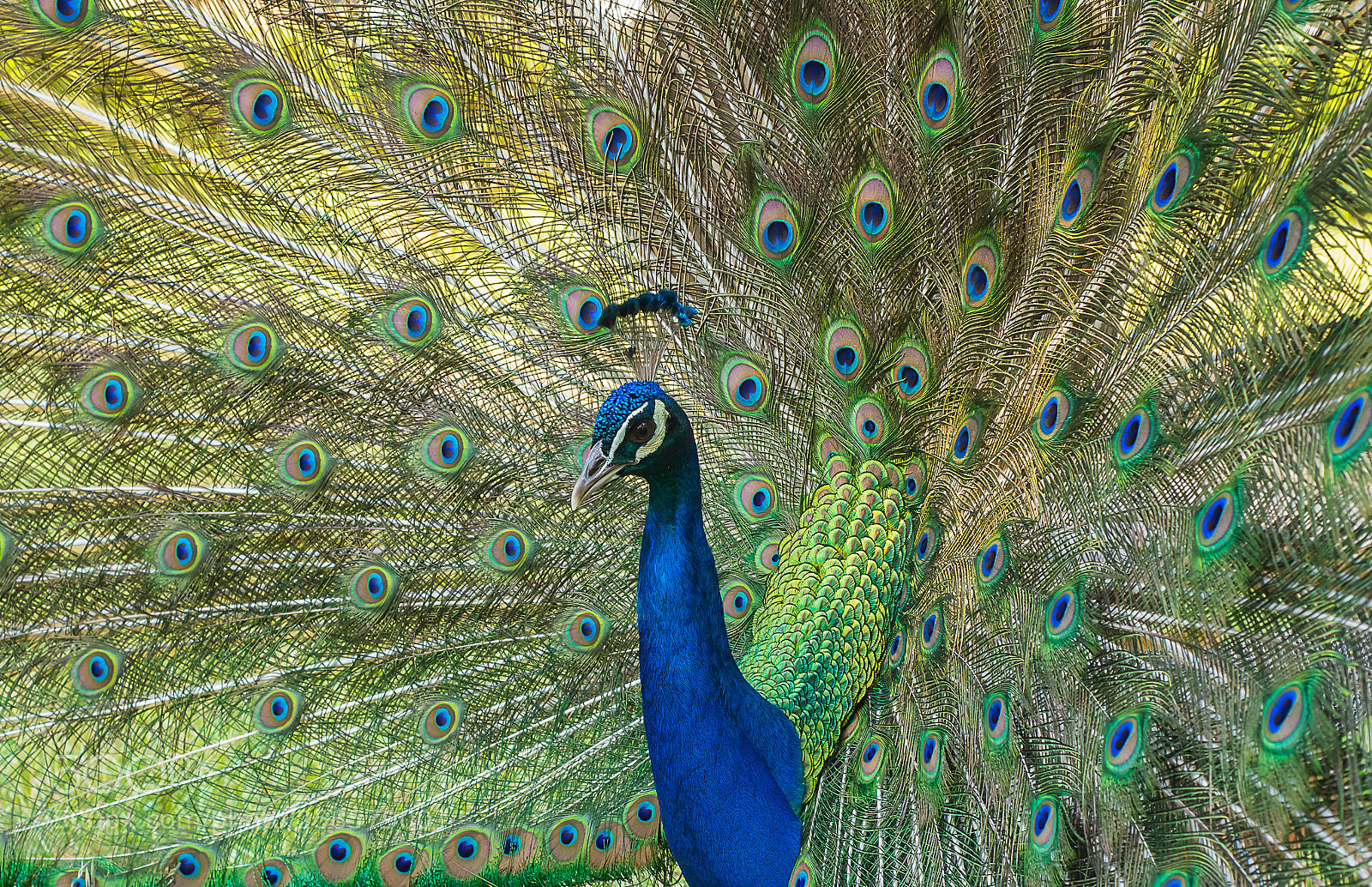 Nikon D7100 sample photo. Peacock beauty photography