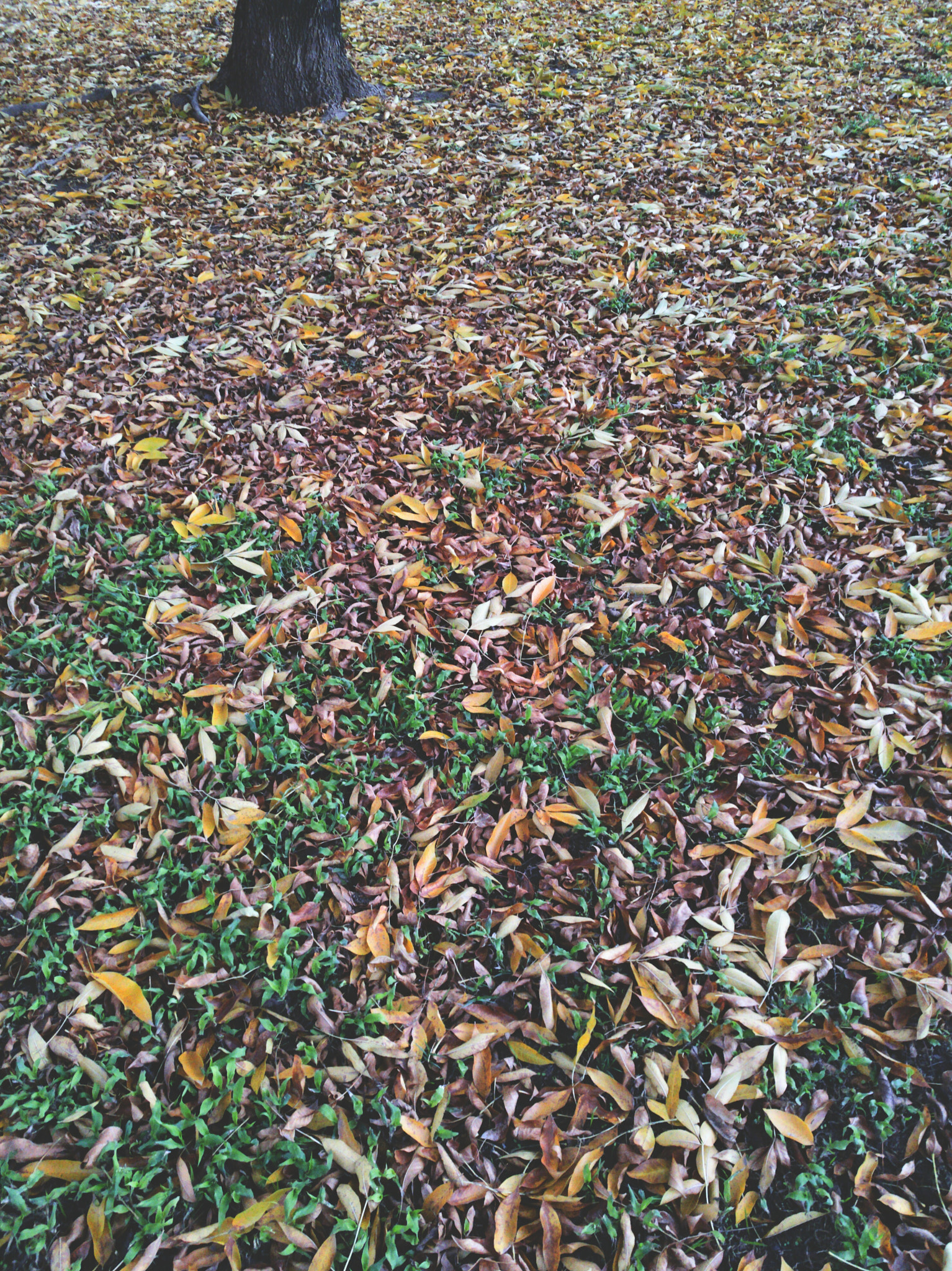 HUAWEI P9 Plus sample photo. Pleno otoño 2018. photography