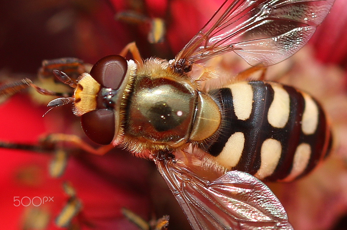 Canon EF 100mm F2.8L Macro IS USM sample photo. Detail from the picture "delicious" photography