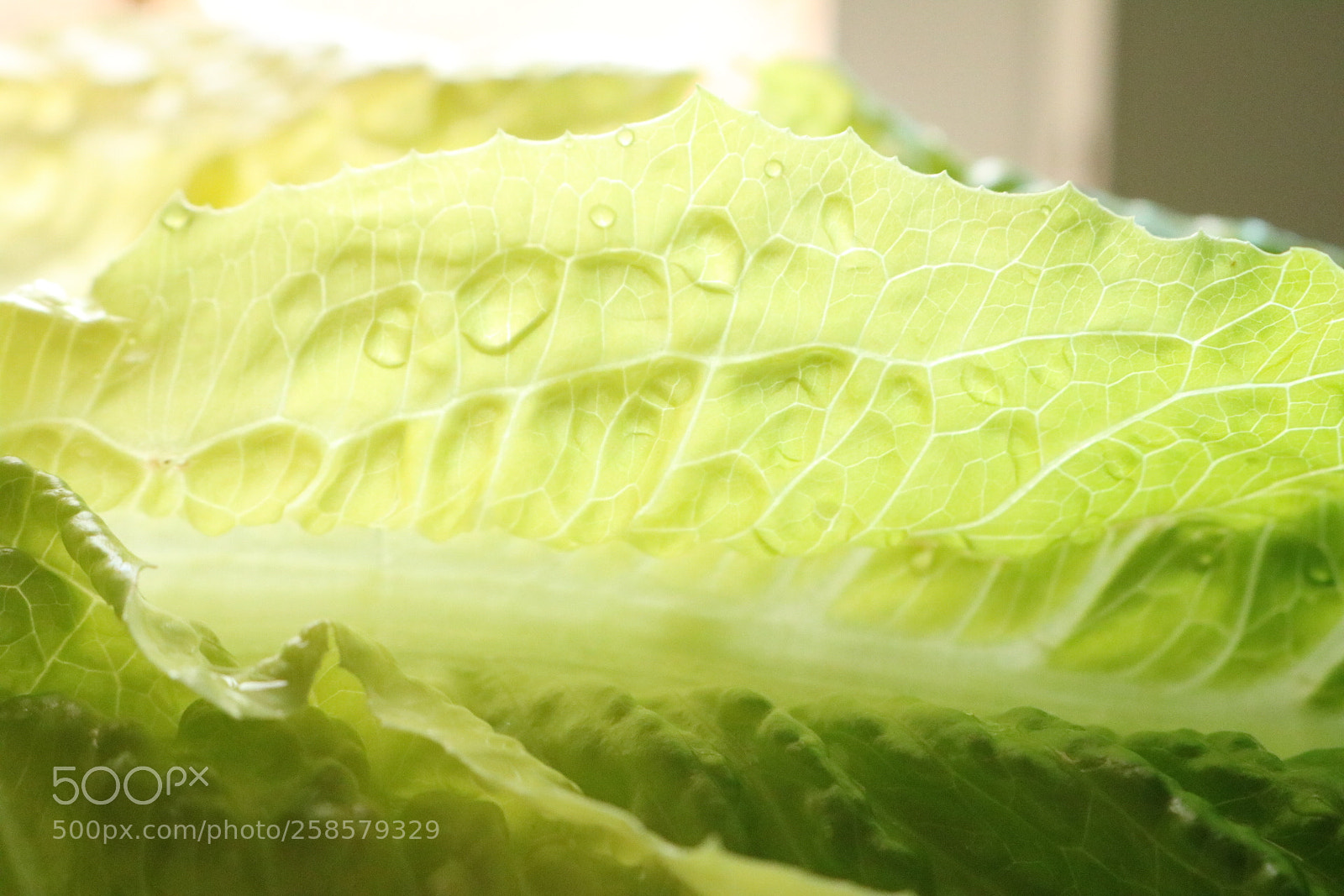 Canon EOS 750D (EOS Rebel T6i / EOS Kiss X8i) sample photo. Untitled photography