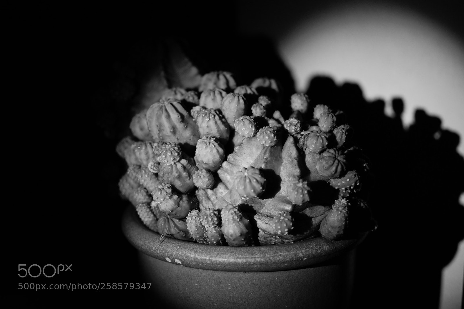 Nikon D3300 sample photo. Cactus photography