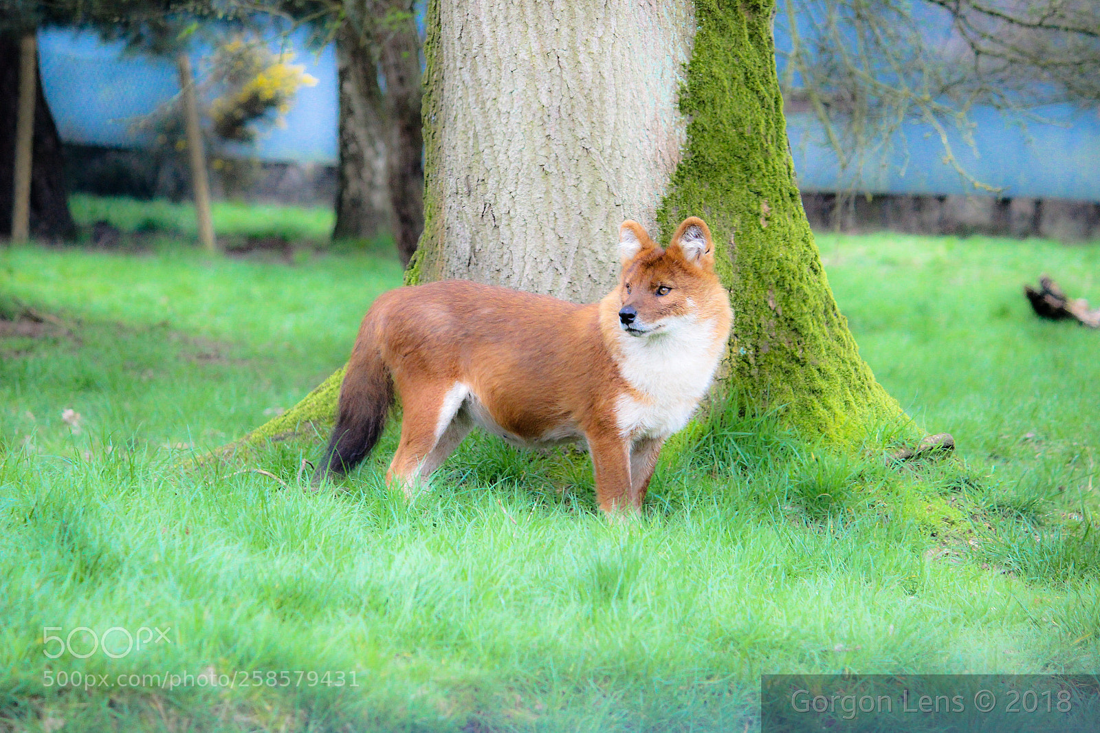 Canon EOS 600D (Rebel EOS T3i / EOS Kiss X5) sample photo. Dhole photography