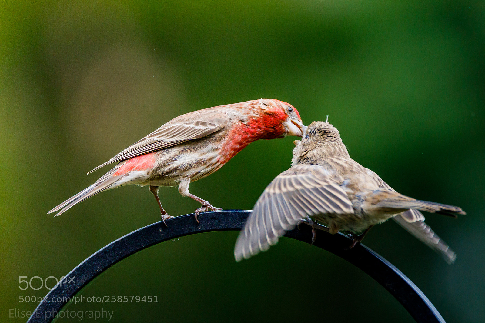 Canon EOS 6D Mark II sample photo. House finch dad feeding photography
