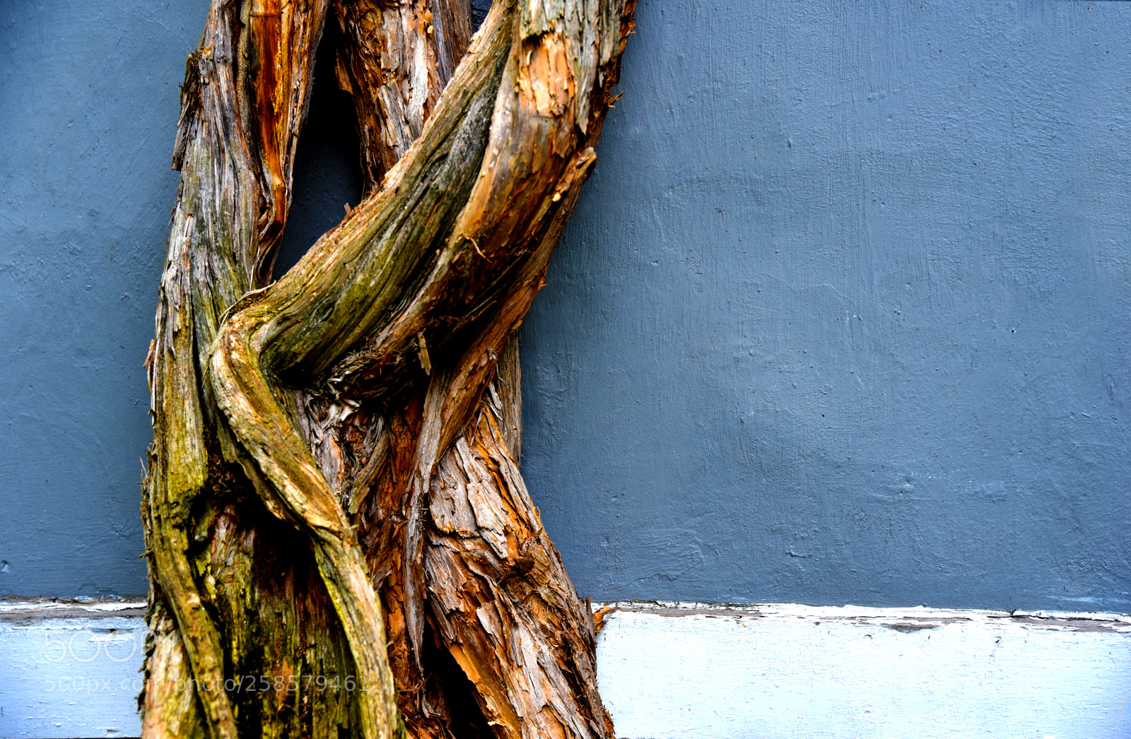 Nikon D750 sample photo. Twisted tail photography