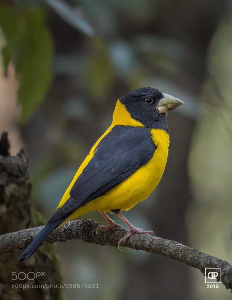 Nikon D750 sample photo. Black-and-yellow grosbeak photography