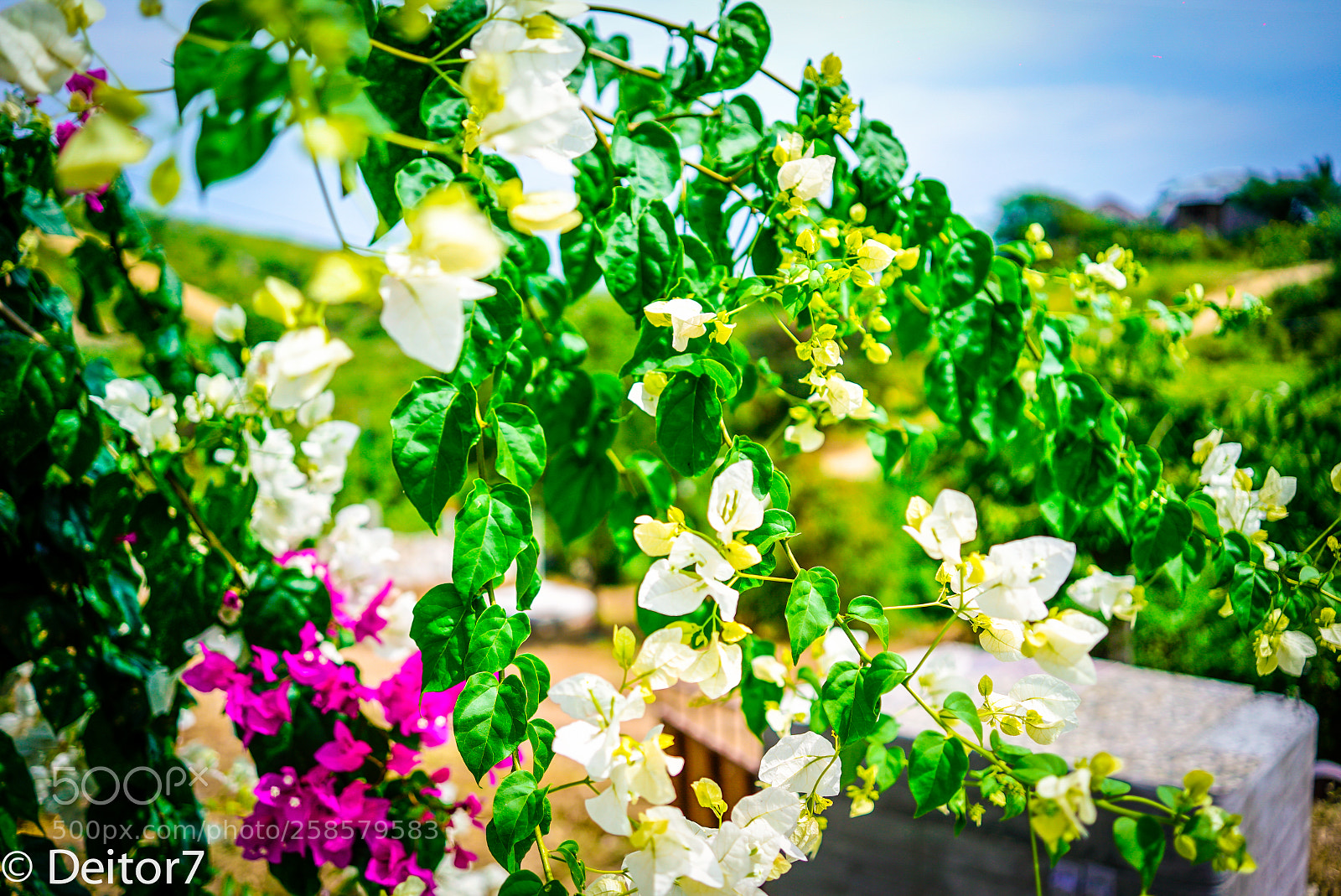 Sony a7S II sample photo. Manglaralto flora and lodge photography