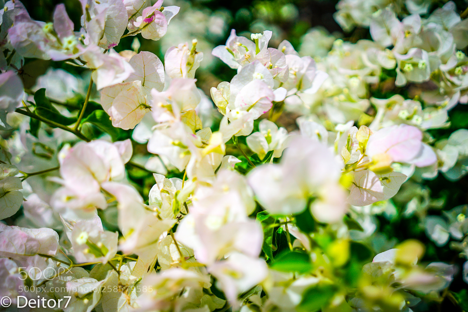 Sony a7S II sample photo. Manglaralto flora and lodge photography