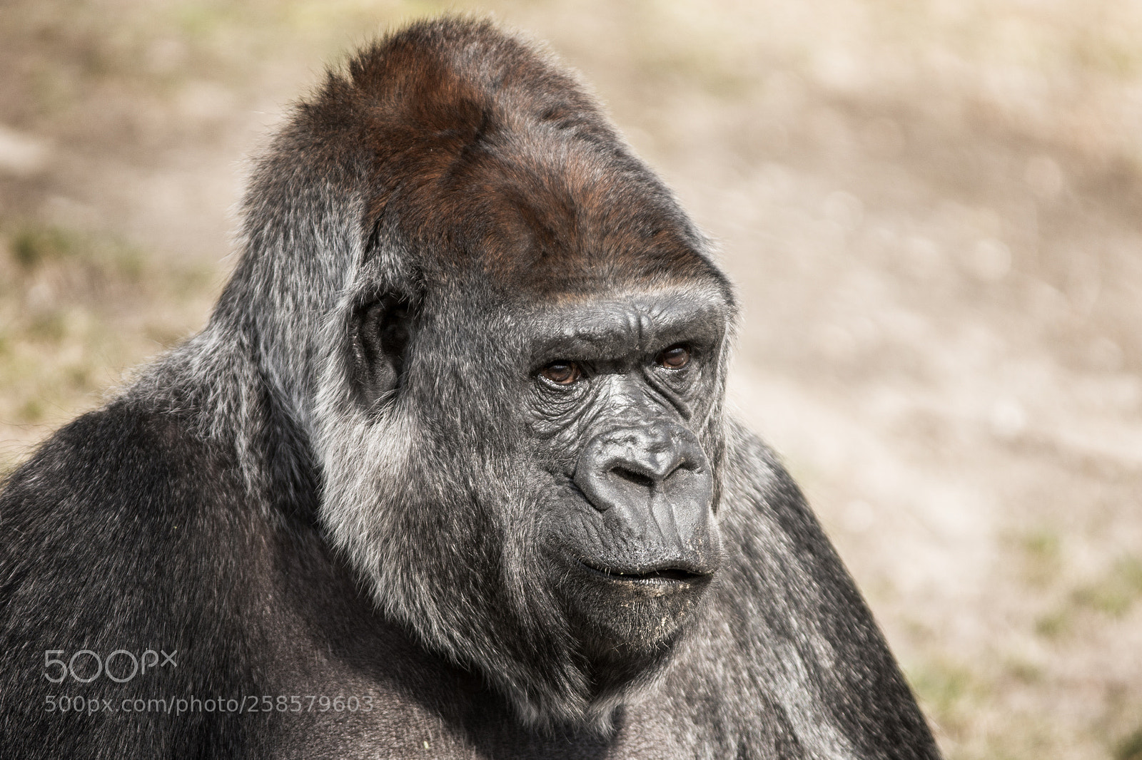 Nikon D7200 sample photo. Gorilla portrait photography
