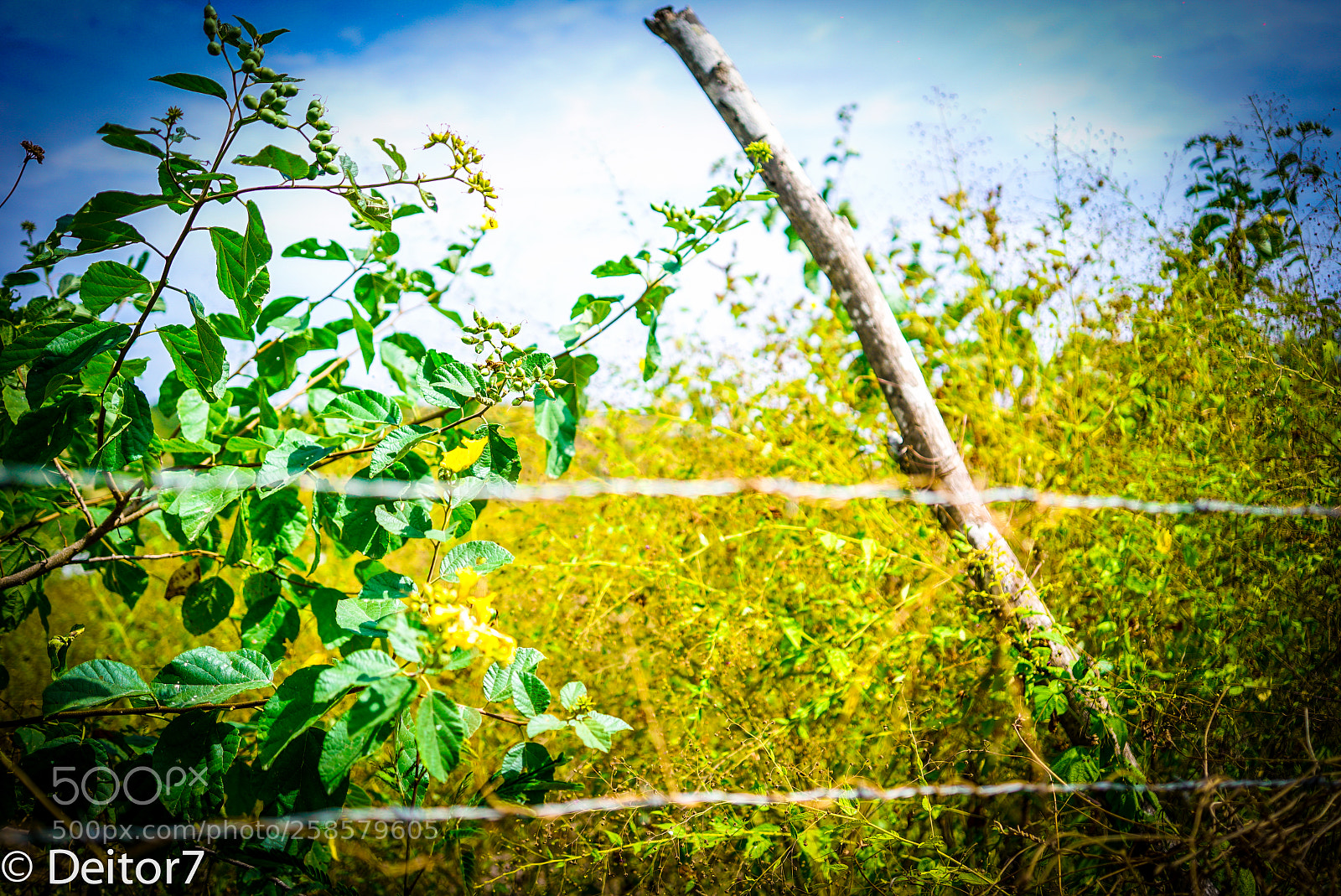 Sony a7S II sample photo. Manglaralto flora and lodge photography