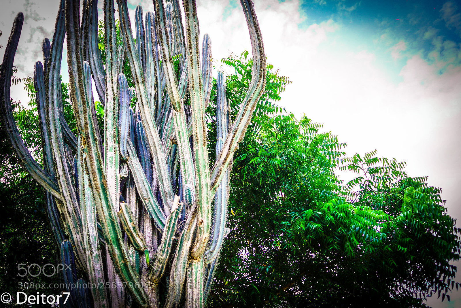 Sony a7S II sample photo. Manglaralto flora and lodge photography