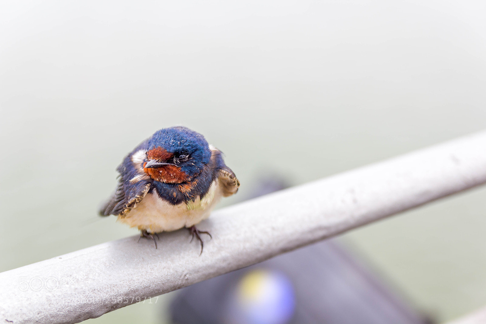 Canon EOS 550D (EOS Rebel T2i / EOS Kiss X4) sample photo. Song bird photography