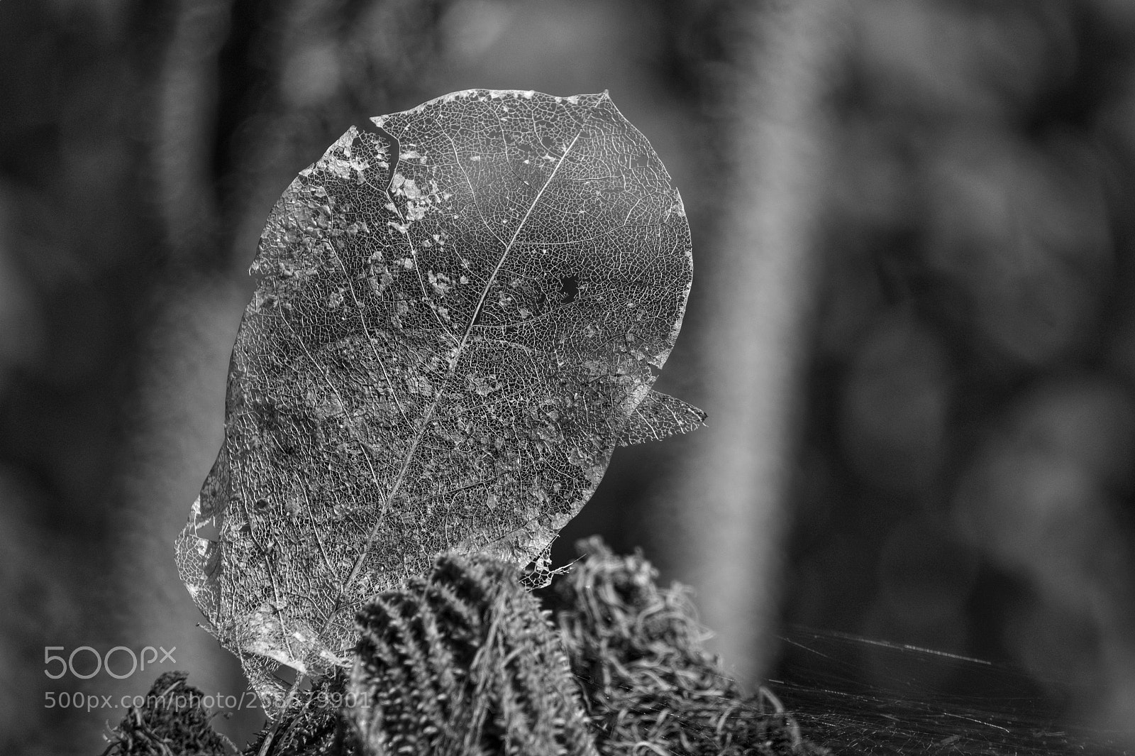 Sony Alpha a5000 (ILCE 5000) sample photo. Leaf architecture photography