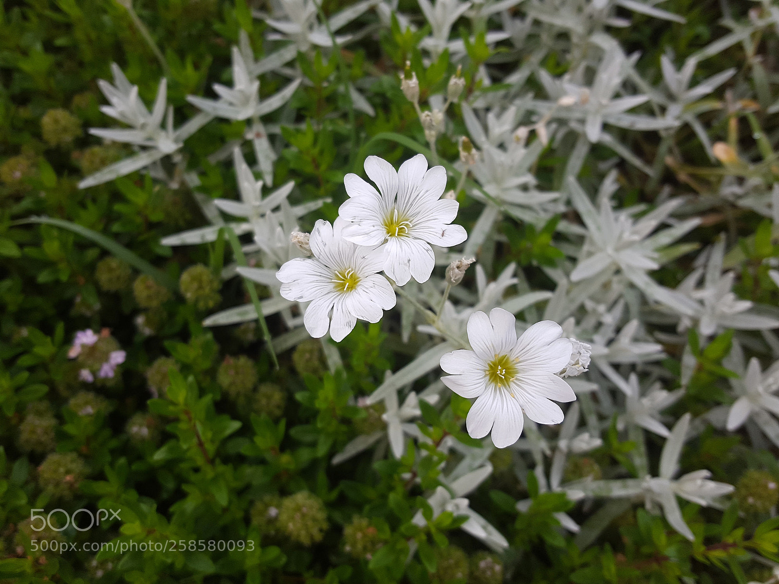 Samsung Galaxy S6 sample photo. Cerastium photography