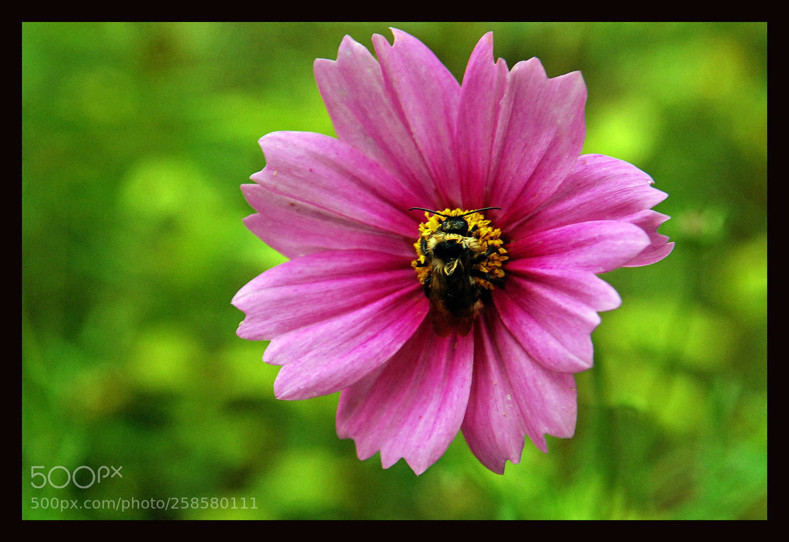 Nikon D80 sample photo. Flower photography