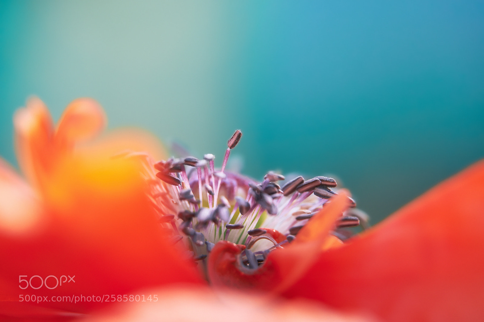 Fujifilm X-H1 sample photo. Poppy photography