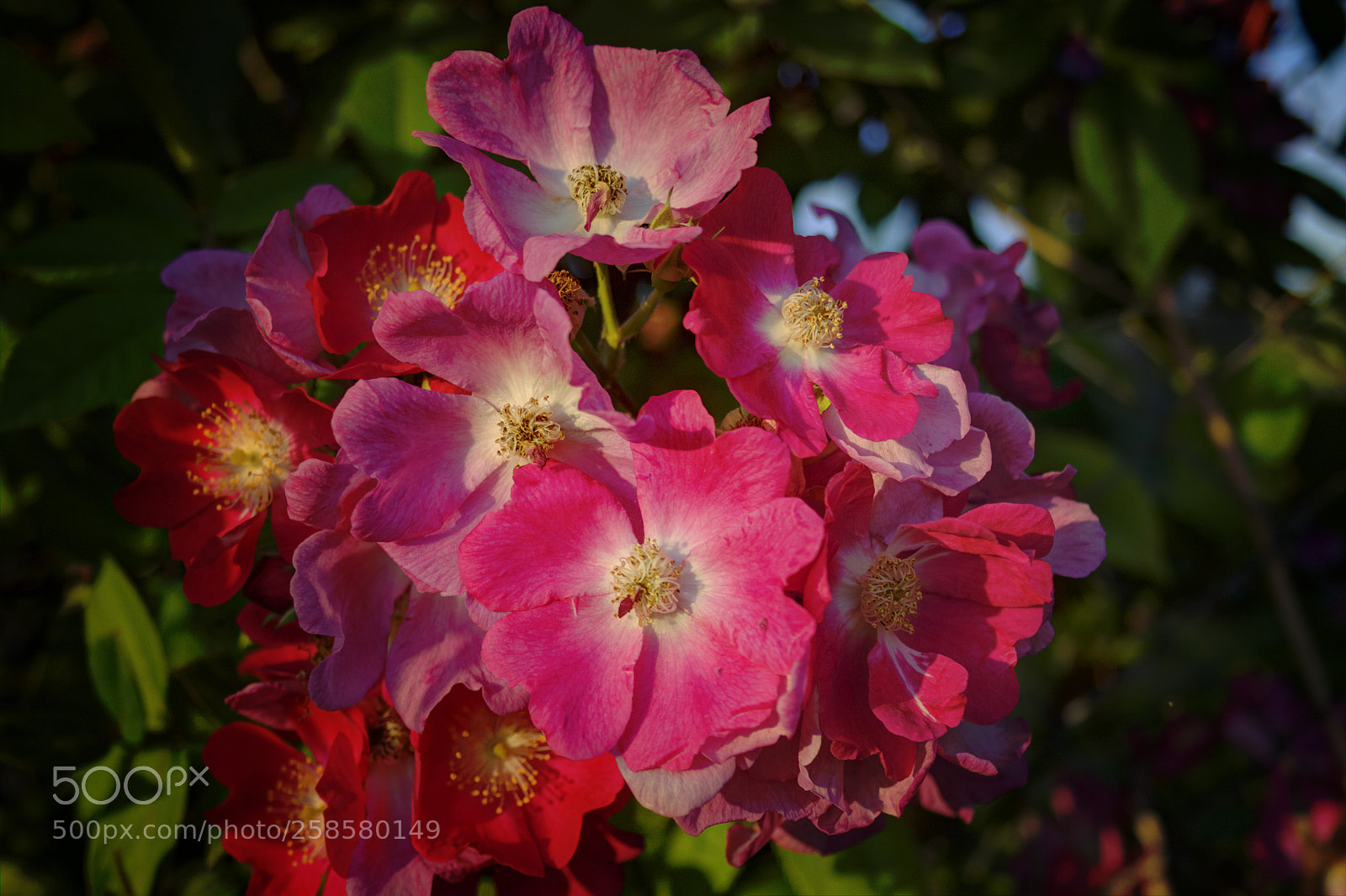 Canon EOS 50D sample photo. Fused photography