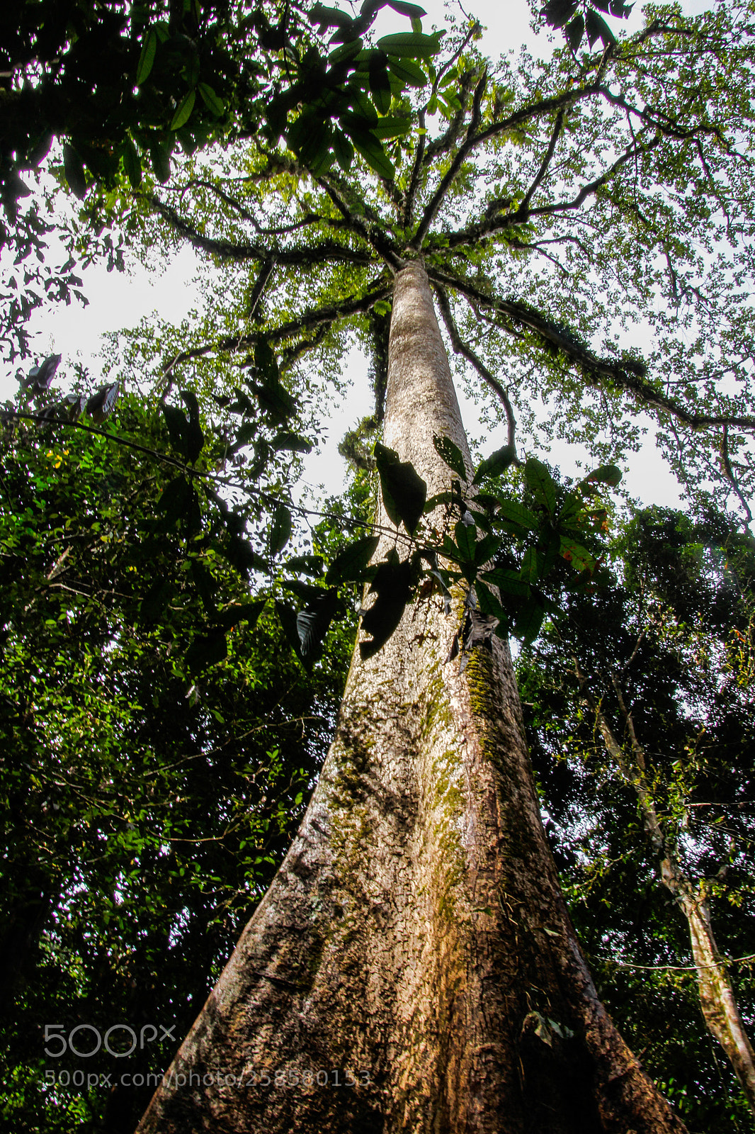 Canon EOS 7D sample photo. Reaching the sky photography