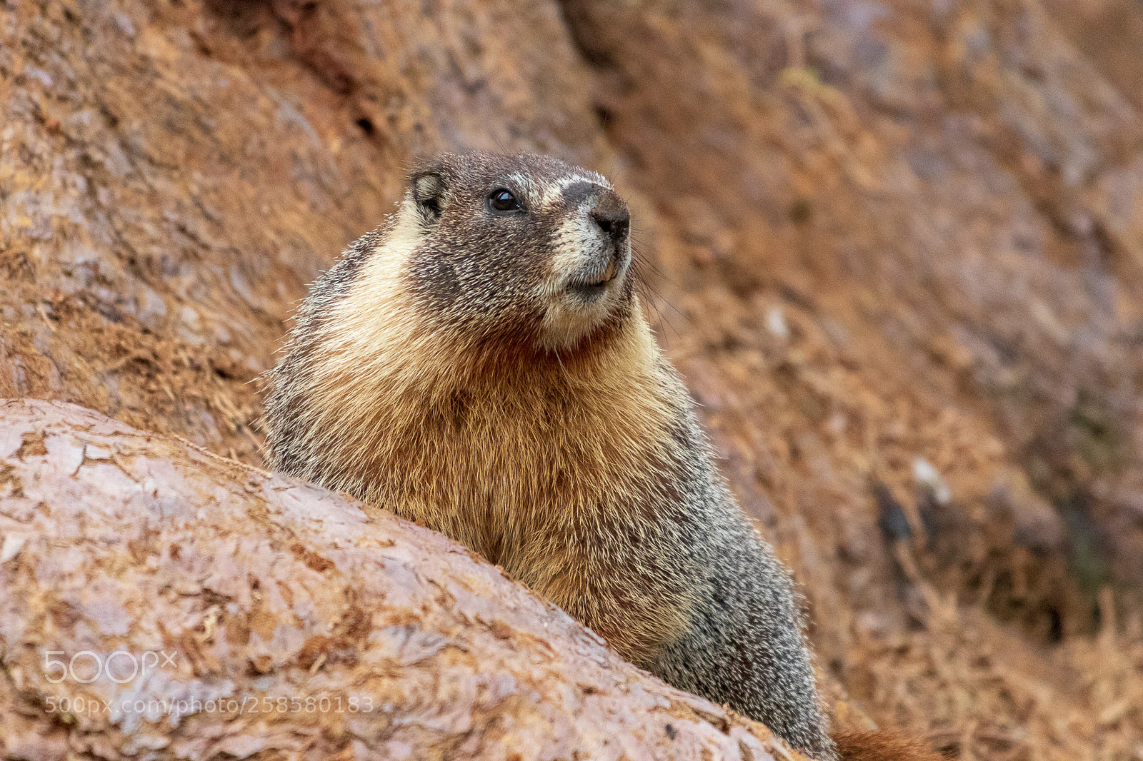 Canon EOS 80D sample photo. Crescent meadow marmot photography