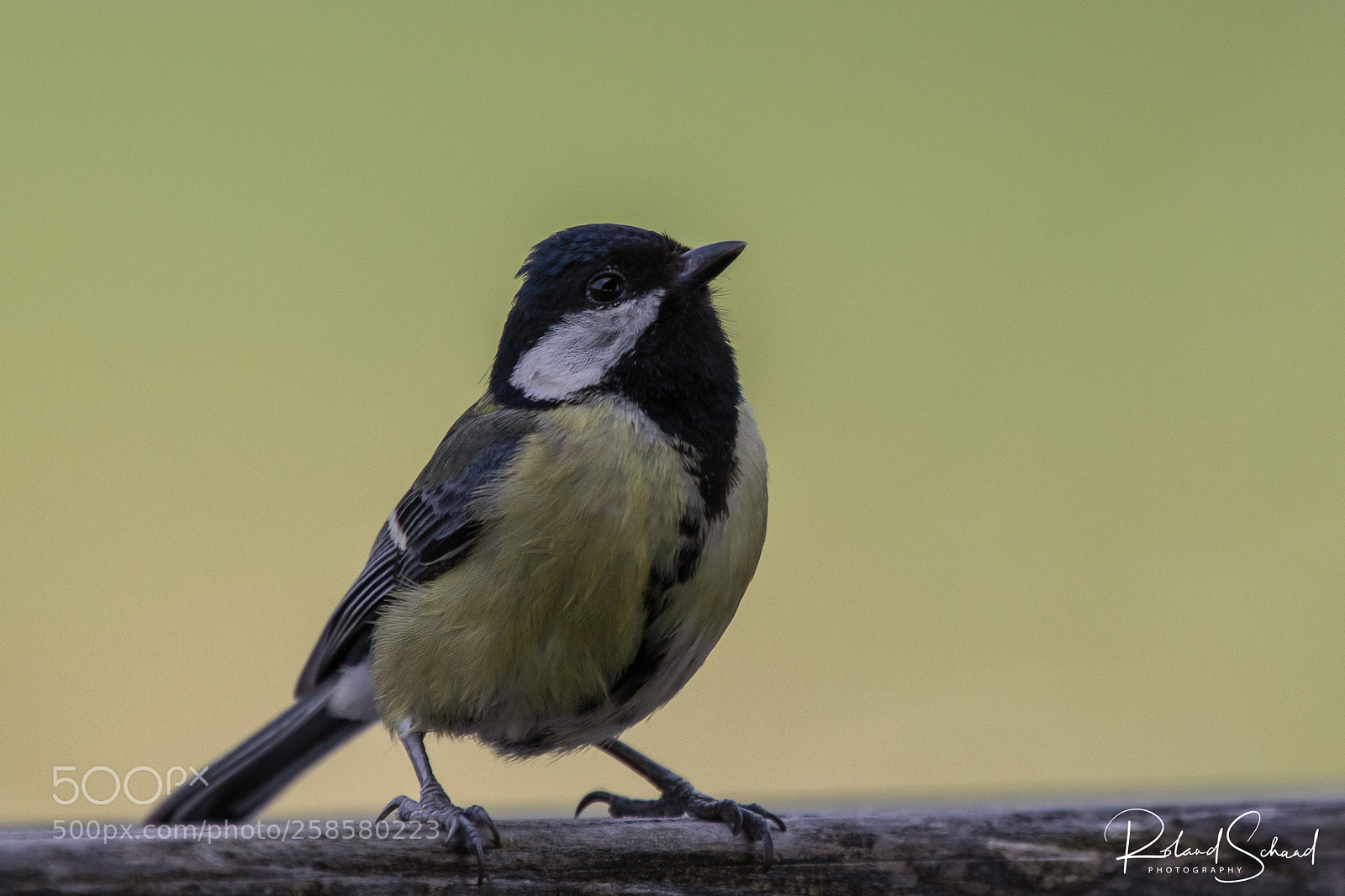 Canon EOS 5D Mark IV sample photo. Great tit photography