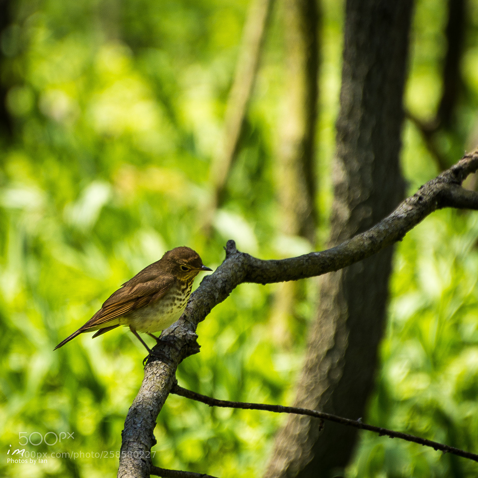 Nikon D610 sample photo. Hermit thrush photography