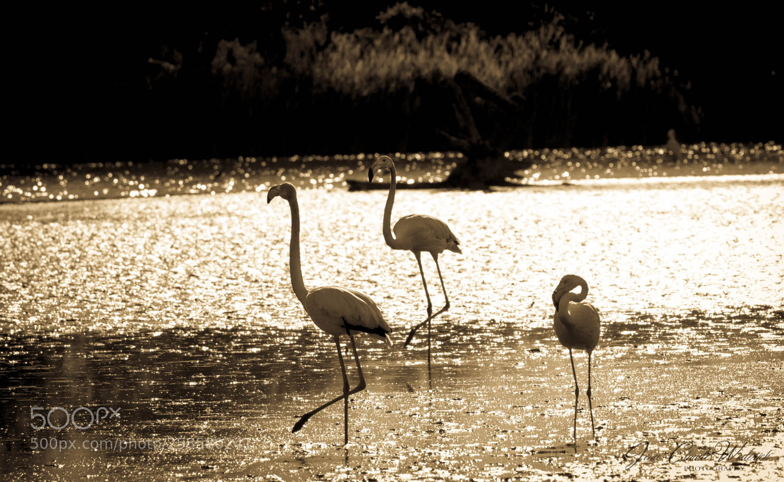 Canon EOS 7D sample photo. Flamingos photography