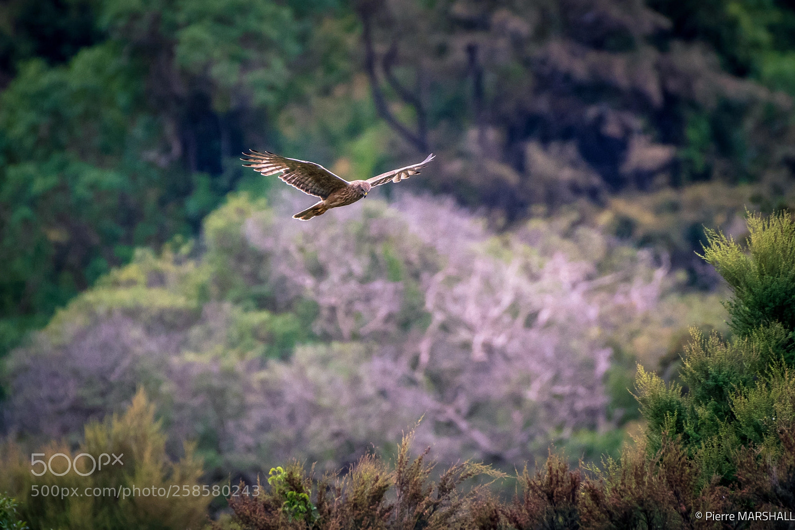 Nikon D500 sample photo. New zealand hawk hunting photography