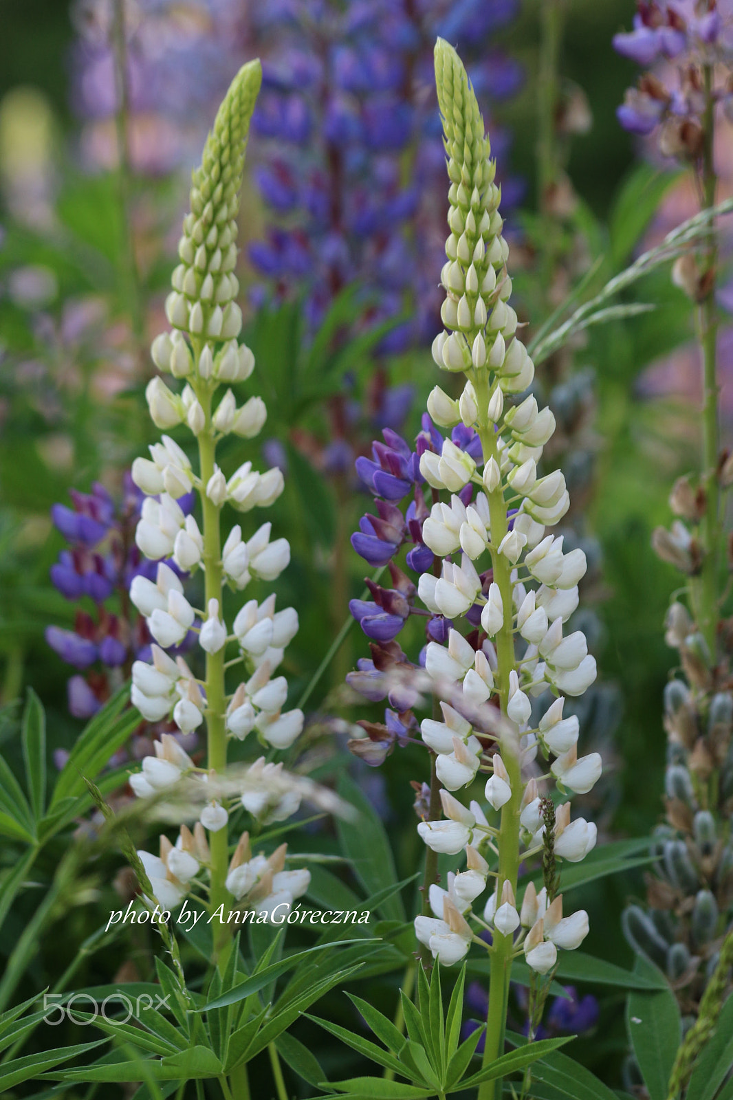 Canon EF 70-300mm F4-5.6 IS USM sample photo. Img photography