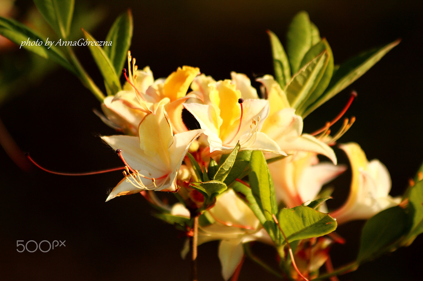 Canon EF 70-300mm F4-5.6 IS USM sample photo. Img photography