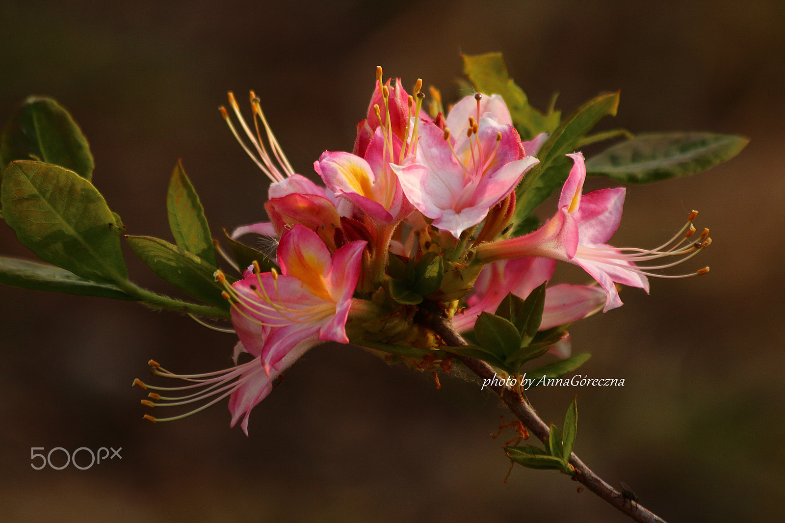 Canon EF 70-300mm F4-5.6 IS USM sample photo. Img photography