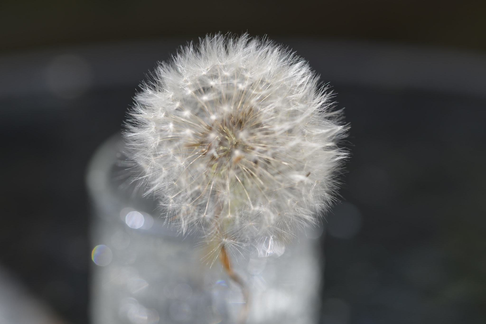 Sigma 105mm F2.8 EX DG OS HSM sample photo. Dsc photography