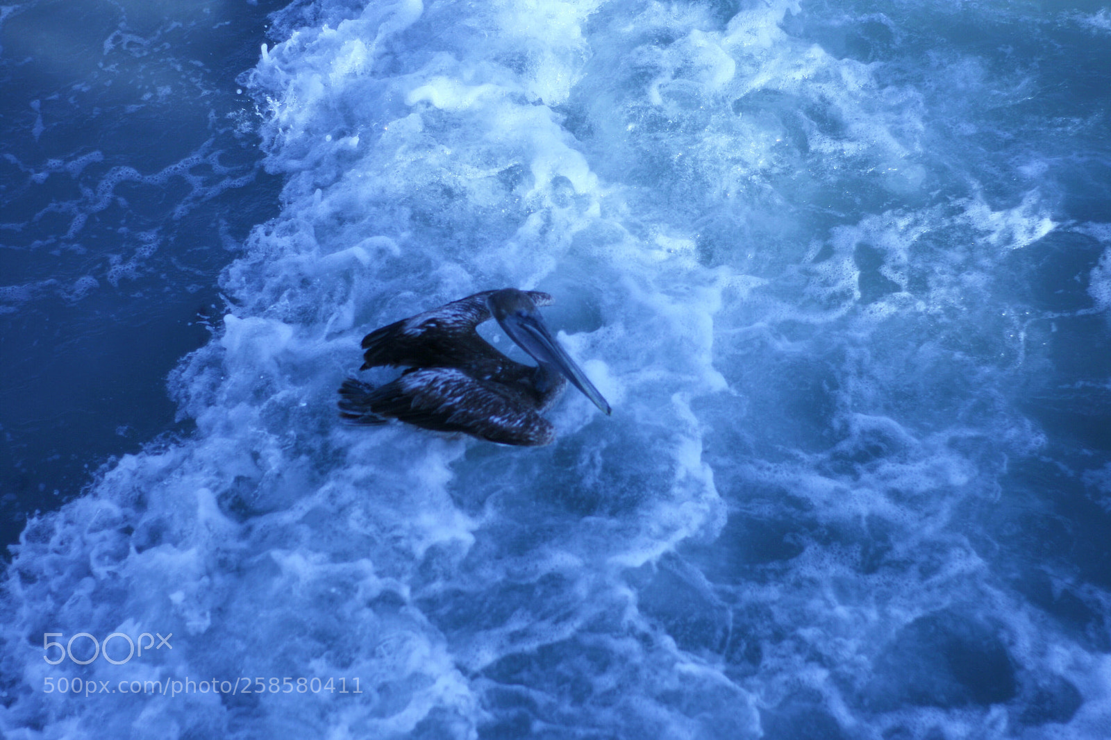 Canon EOS 400D (EOS Digital Rebel XTi / EOS Kiss Digital X) sample photo. Pelican riding a wave photography