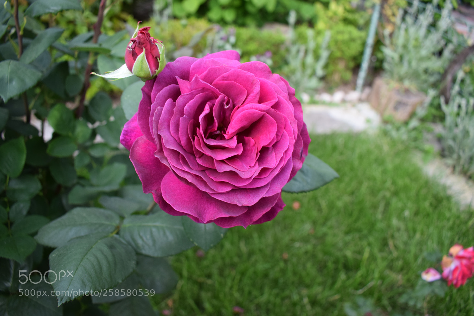 Nikon D5300 sample photo. Dsc photography