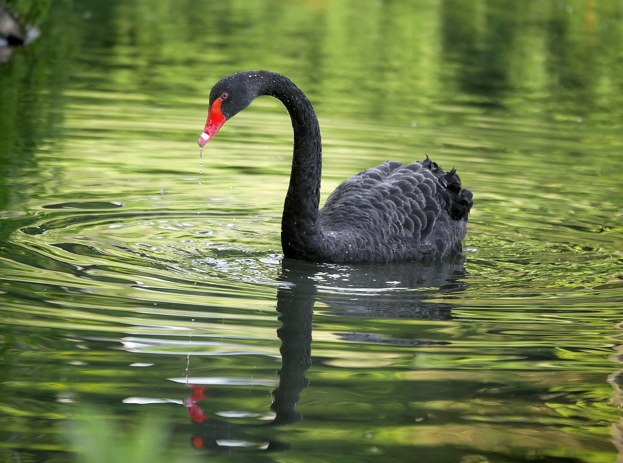 Panasonic DMC-G81 sample photo. ...black swan... photography