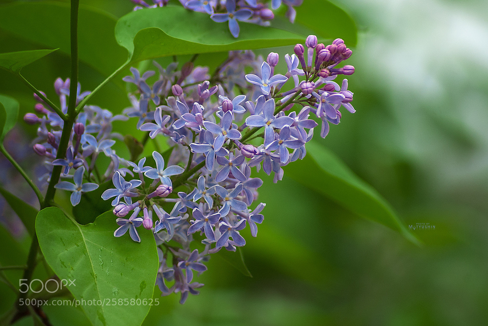 Nikon D70 sample photo. Lilac photography
