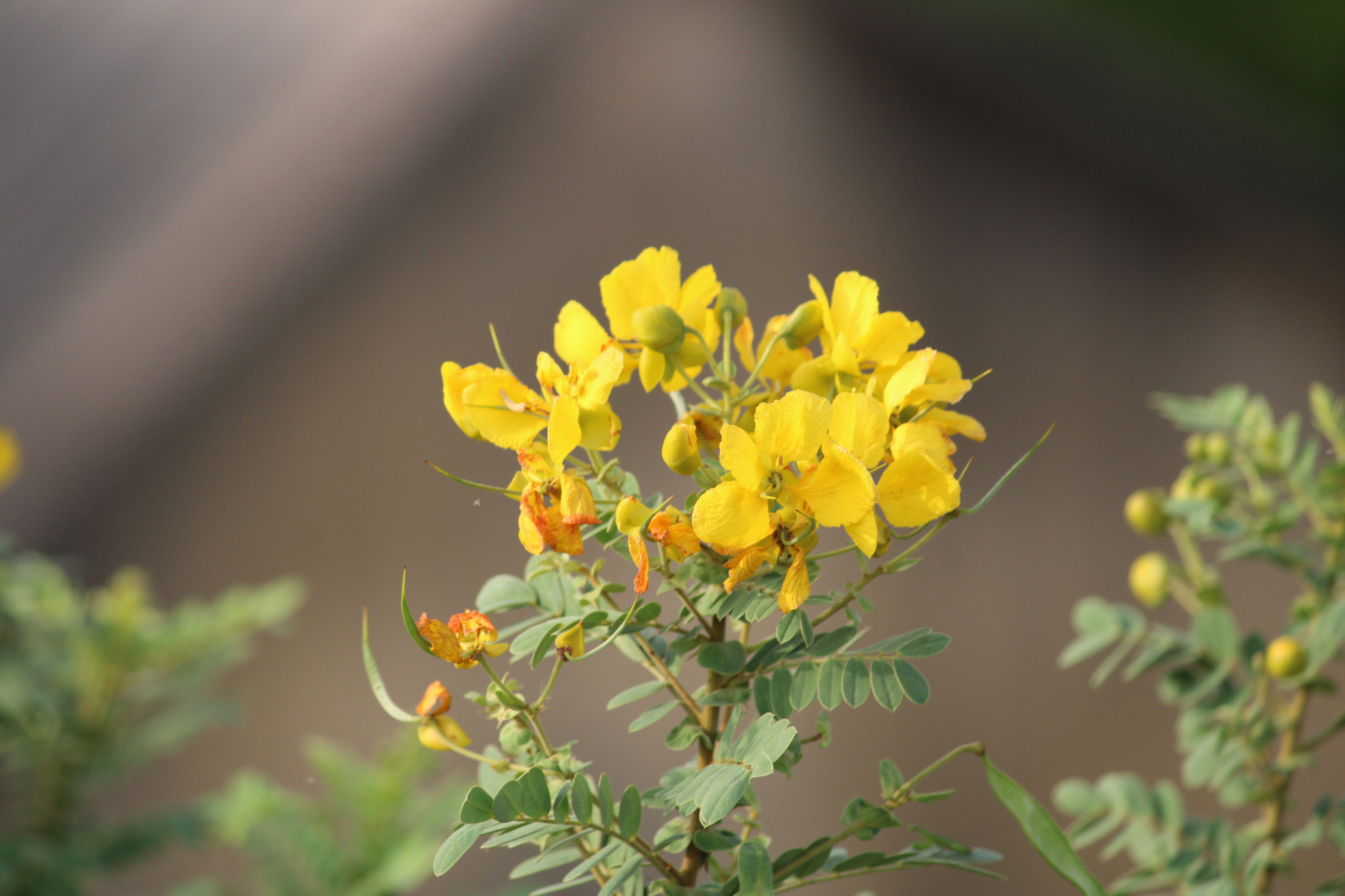 Canon EOS 2000D (EOS Rebel T7 / EOS Kiss X90 / EOS 1500D) + Canon EF-S 55-250mm F4-5.6 IS II sample photo. Naresh hyderabad photography