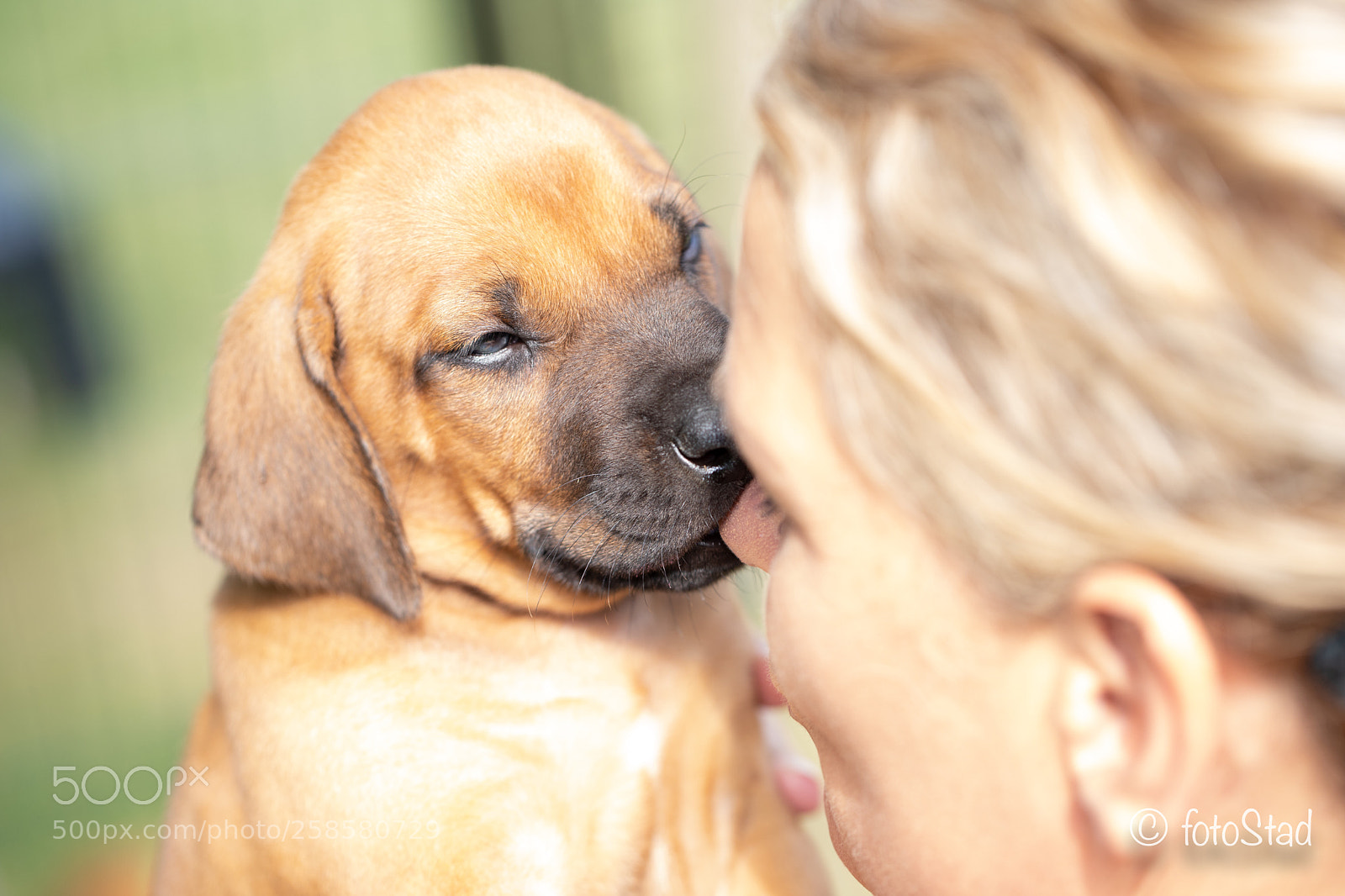 Canon EOS 6D Mark II sample photo. Puppy photography