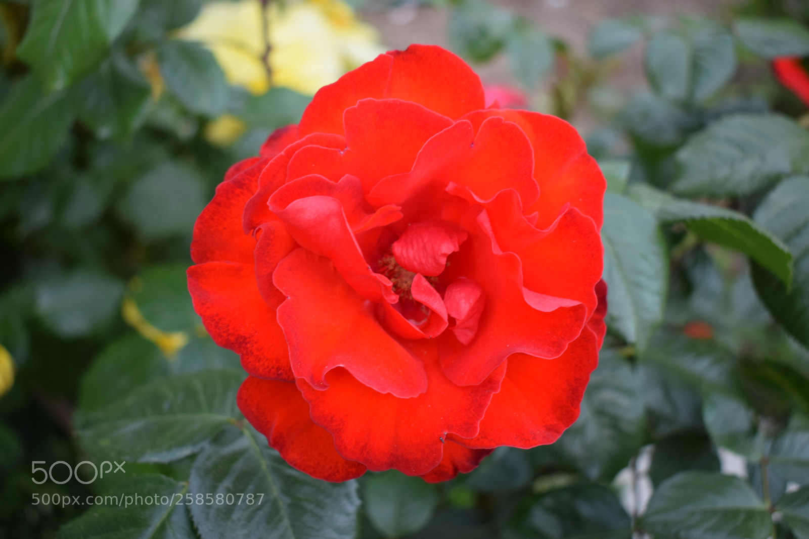 Nikon D5300 sample photo. Dsc photography