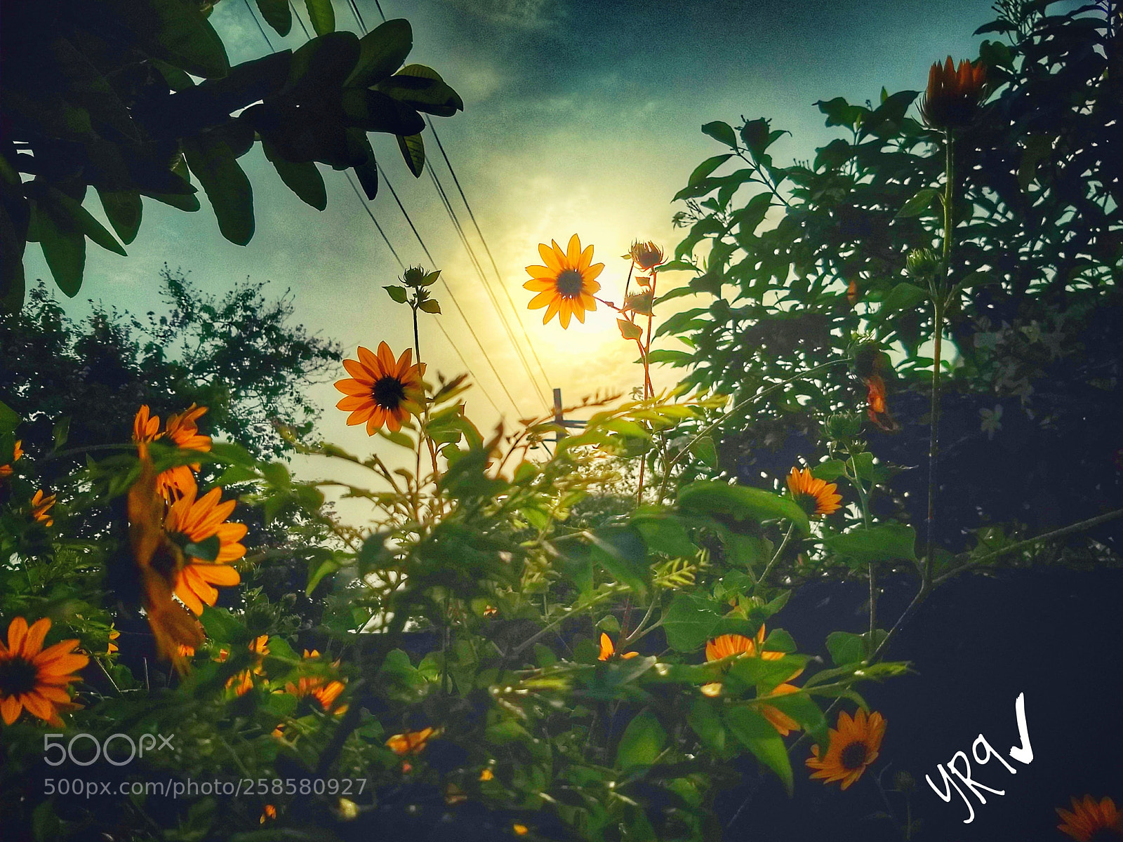 Motorola Moto G (5) Plus sample photo. Sun-flower photography