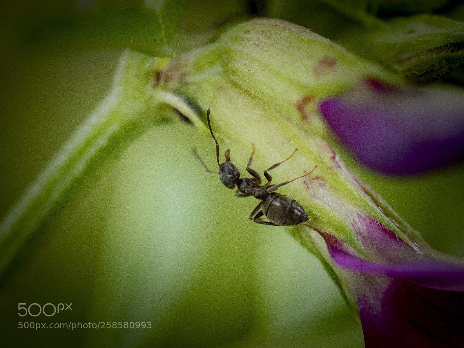 Olympus OM-D E-M1 Mark II sample photo. Busy ant photography
