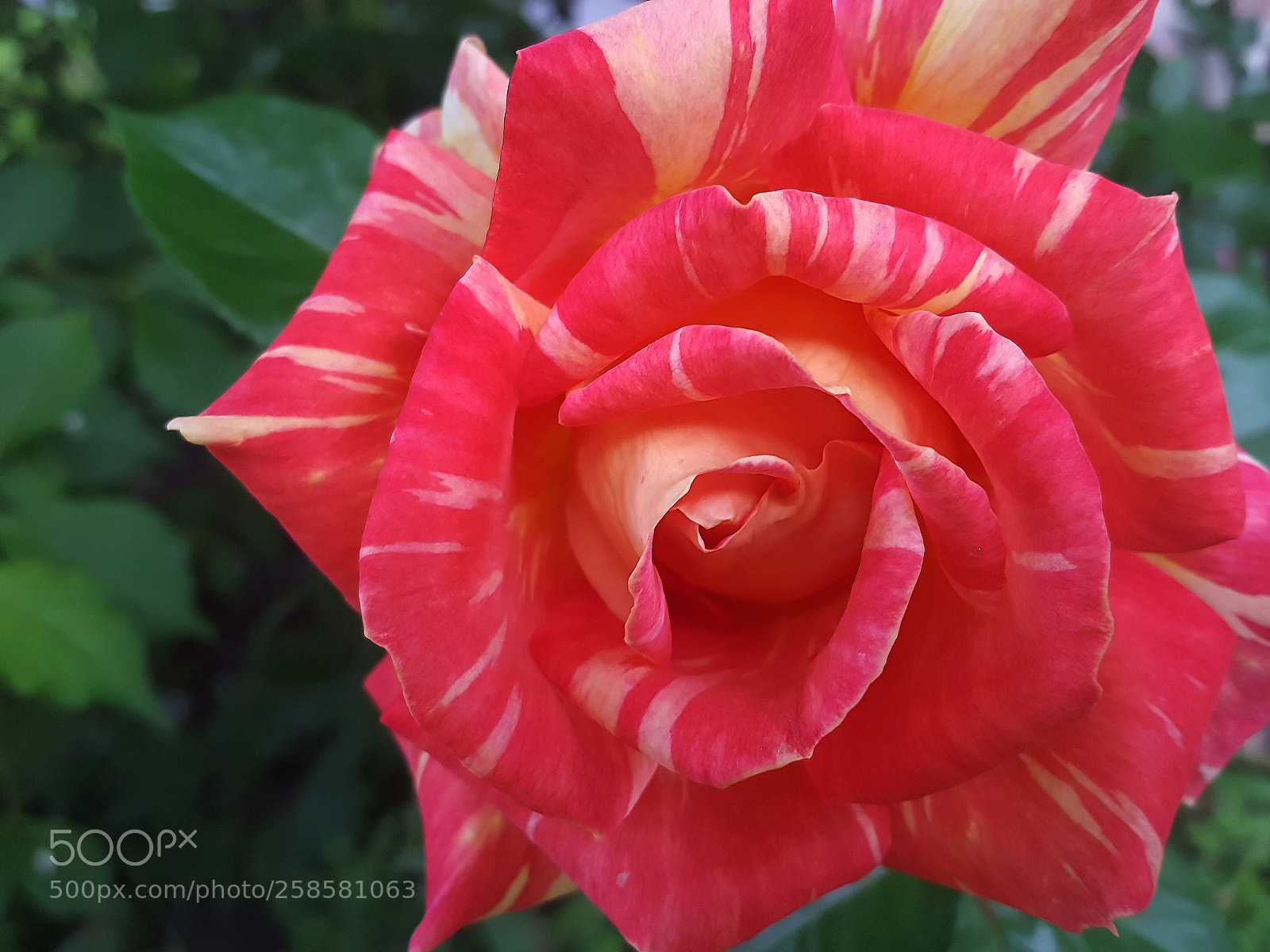 Samsung Galaxy S6 sample photo. Rose photography