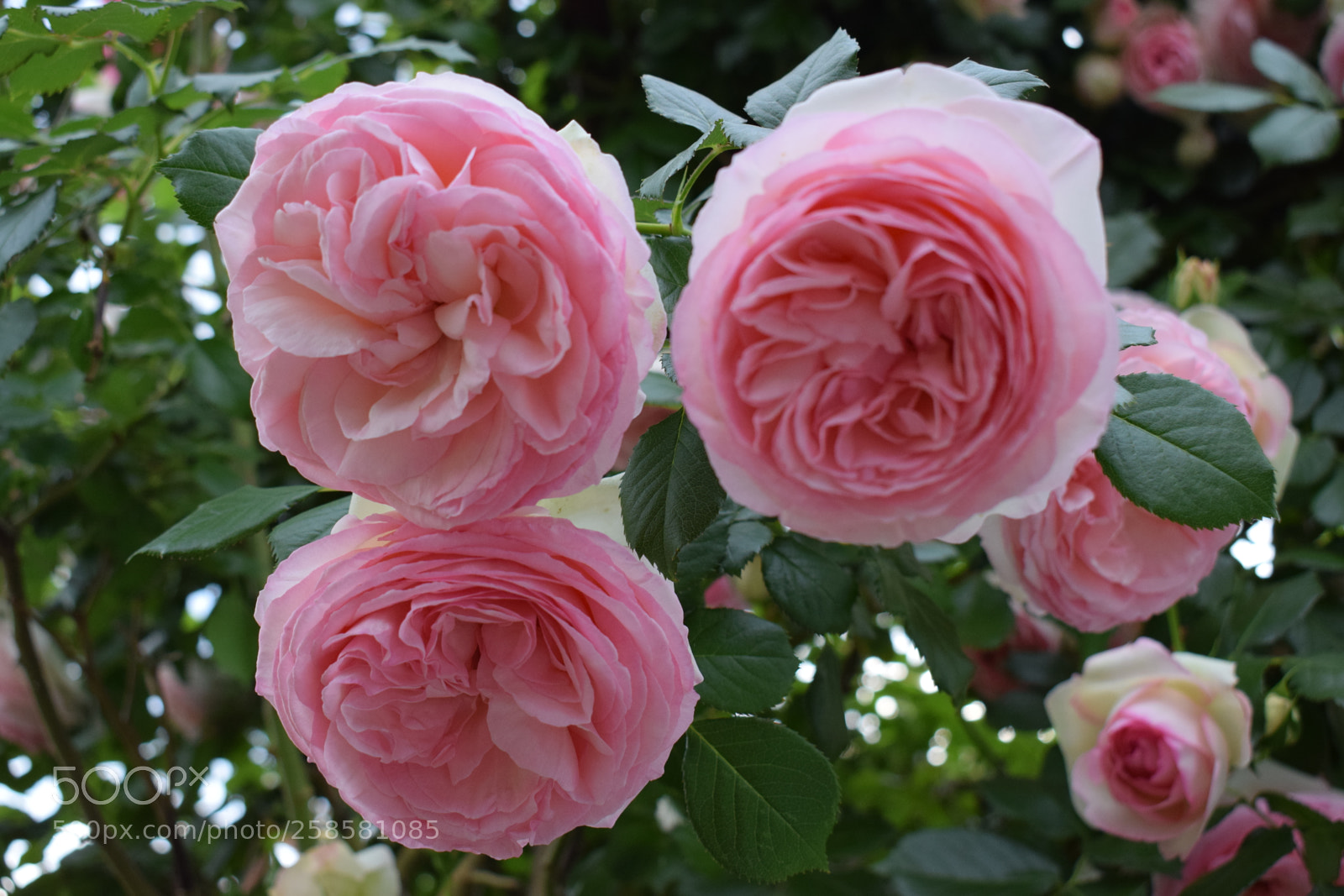 Nikon D5300 sample photo. Dsc photography