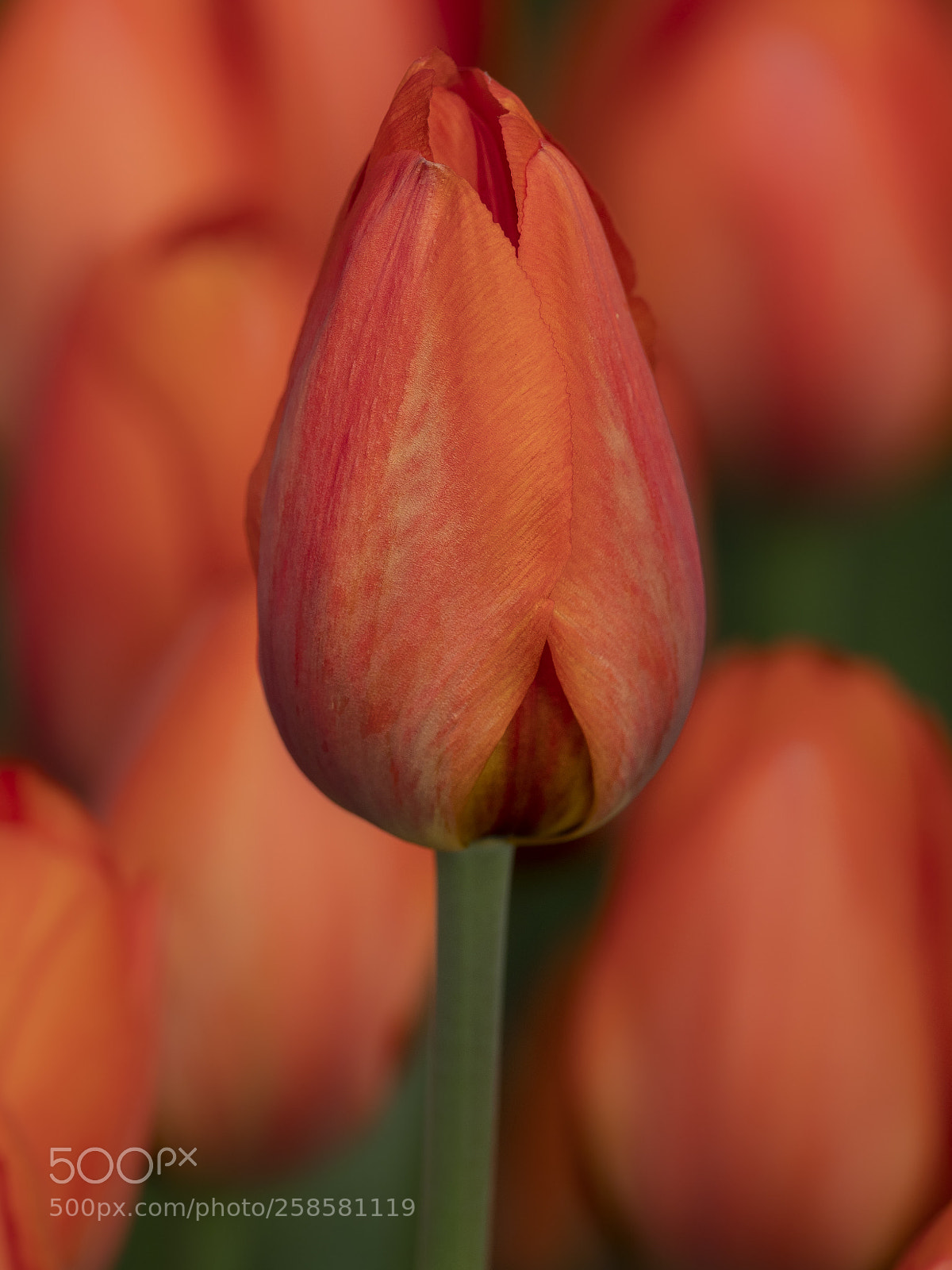 Olympus OM-D E-M1 Mark II sample photo. Rich in red photography