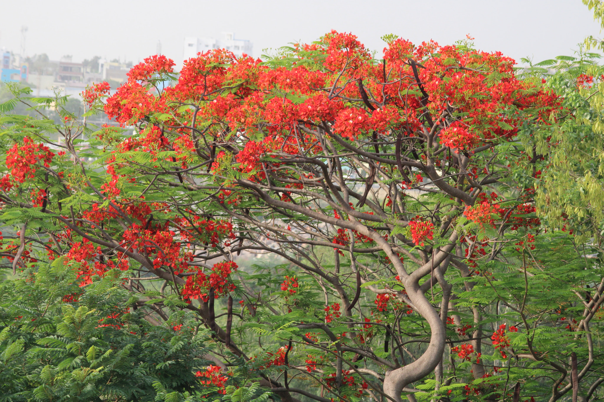 Canon EOS 2000D (EOS Rebel T7 / EOS Kiss X90 / EOS 1500D) + Canon EF-S 55-250mm F4-5.6 IS II sample photo. Naresh hyderabad photography