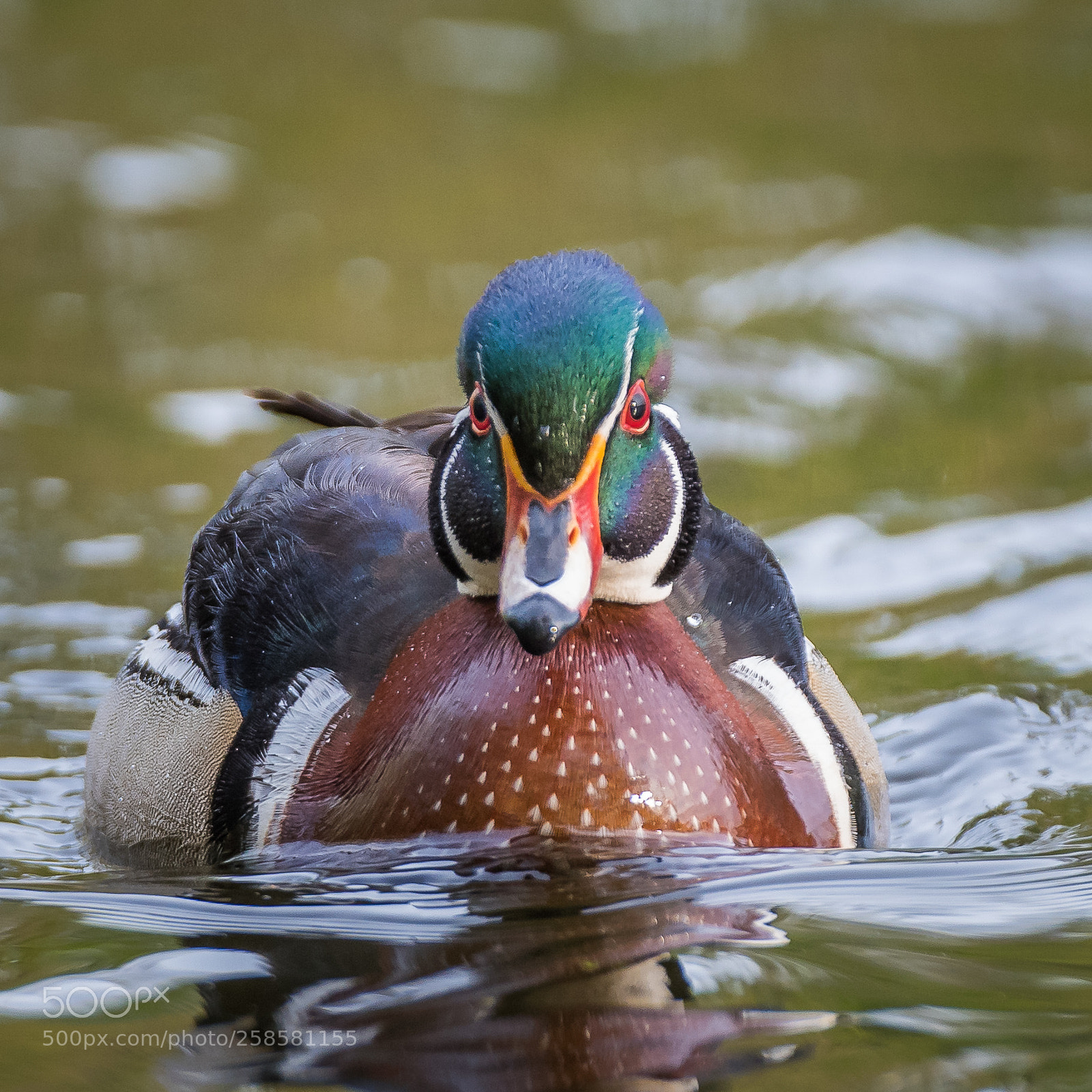 Nikon D810 sample photo. Wood duck photography