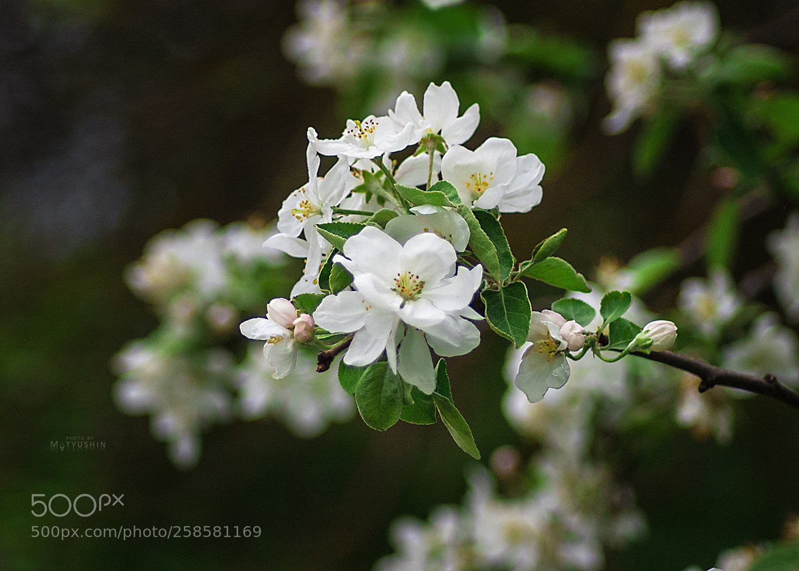 Nikon D70 sample photo. Apple-tree flowers photography