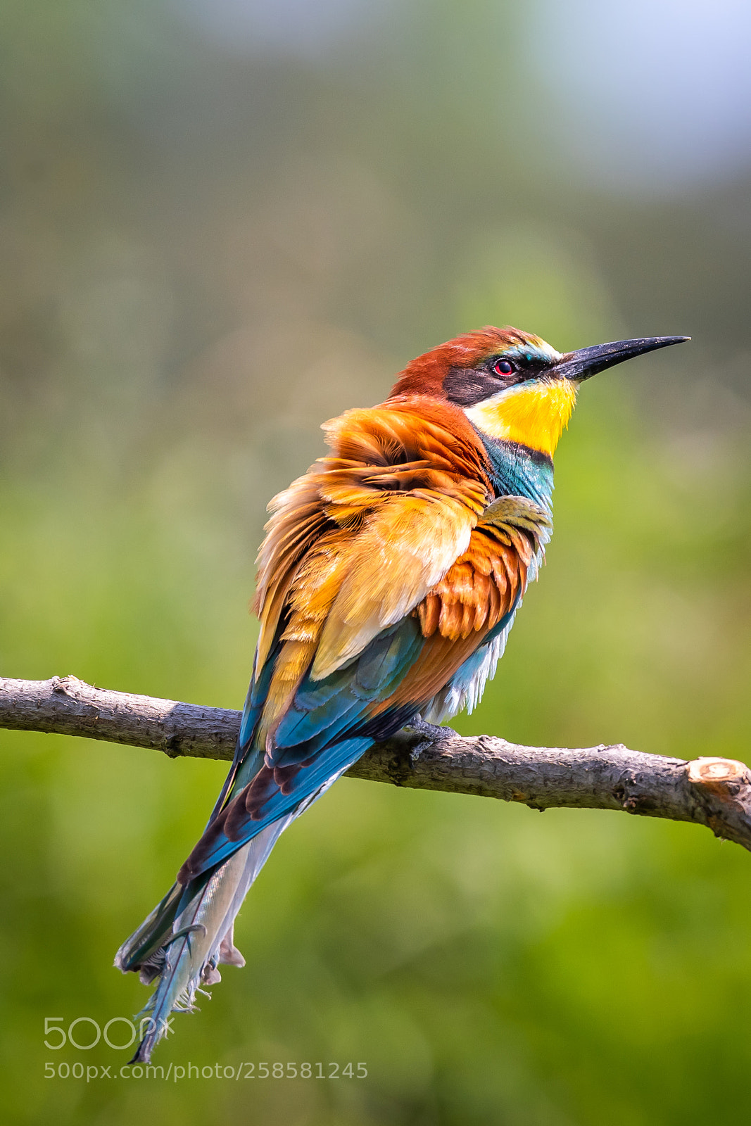 Nikon D500 sample photo. European bee-eater photography