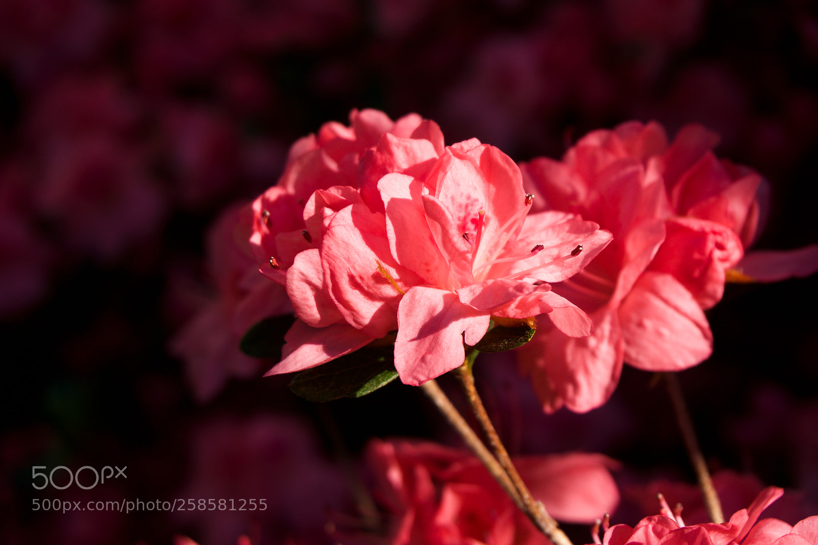 Sony a6000 sample photo. Azalea in the spotlight photography