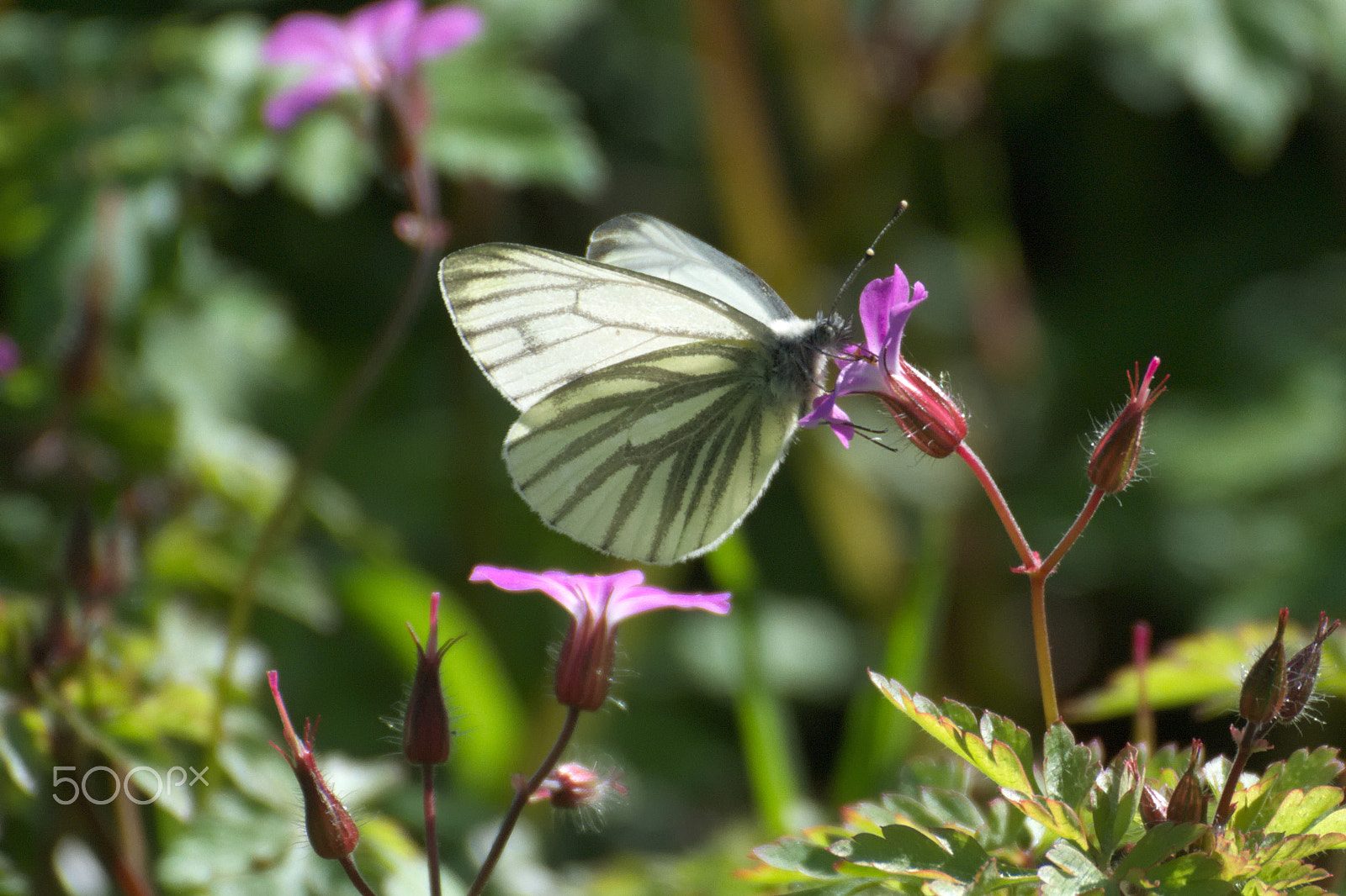 Nikon 1 J1 sample photo. Papillon blanc photography