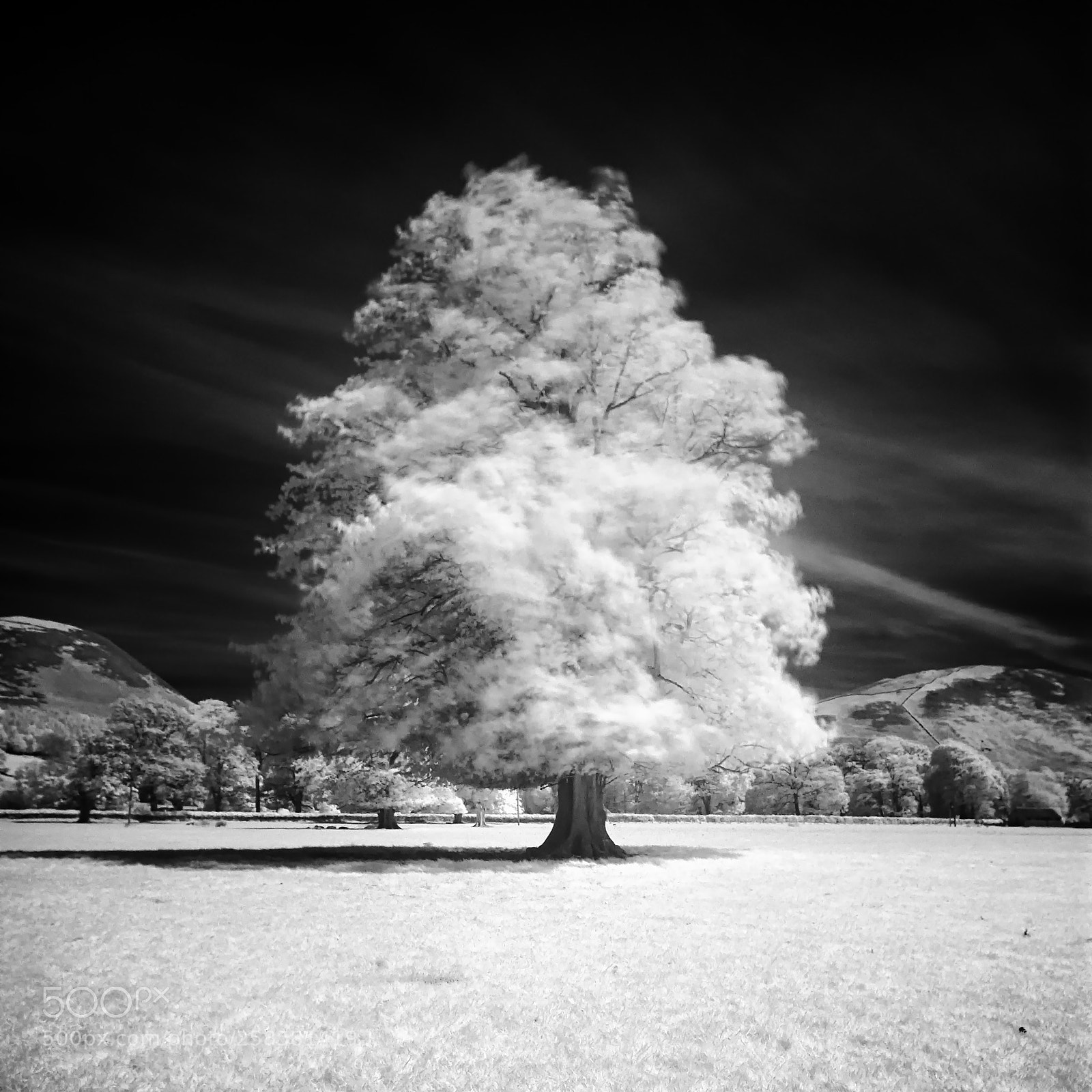 Nikon D200 sample photo. Tree b w infared photography